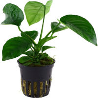 Produktbild von Tropica Anubias barteri caladiifolia Lebende Aquariumpflanze Grün