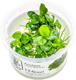 Produktbild von Tropica Anubias barteri Mini Coin Aquariumpflanze lebend grün