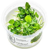 Produktbild von Tropica Anubias barteri Mini Coin Aquariumpflanze lebend grün