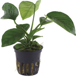 Produktbild von Tropica Anubias barteri var. caladiifolia Lebende Aquarienpflanze Grün 1 Stück