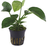 Produktbild von Tropica Anubias barteri var. caladiifolia Lebende Aquarienpflanze Grün 1 Stück