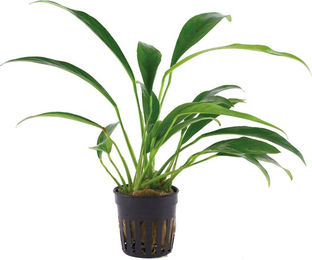 Tropica Anubias barteri var. glabra lebende Aquarienpflanze grün 1 Stück – Bild 1 von 1