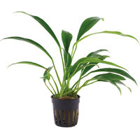 Produktbild von Tropica Anubias barteri var. glabra lebende Aquarienpflanze grün 1 Stück