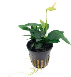 Tropica Anubias barteri var. nana Aquariumpflanze im Topf – Bild 1 von 2