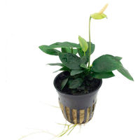 Produktbild von Tropica Anubias barteri var. nana Aquariumpflanze im Topf