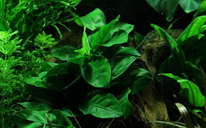 Tropica Anubias barteri var. Nana auf Lavastein lebende Aquarienpflanze grün – Bild 1 von 5