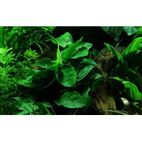 Produktbild von Tropica Anubias barteri var. Nana auf Lavastein lebende Aquarienpflanze grün