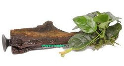 Tropica Anubias barteri var. Nana Wasserpflanze auf Holz mit Saugnapf Grün – Bild 1 von 3