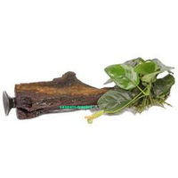 Produktbild von Tropica Anubias barteri var. Nana Wasserpflanze auf Holz mit Saugnapf Grün