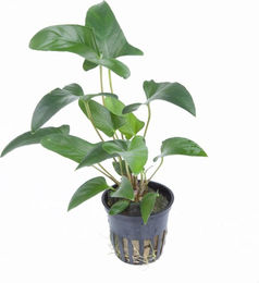 Produktbild von Tropica Anubias gracilis Lebende Pflanze Grün 1 Stück