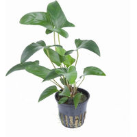 Produktbild von Tropica Anubias gracilis Lebende Pflanze Grün 1 Stück