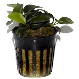 Tropica Anubias Petite Lebende Aquariumpflanze Grün – Bild 1 von 3