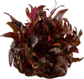 Tropica Aquariumpflanze Alternanthera reineckii Mini Rot - 1 Stk. – Bild 1 von 4