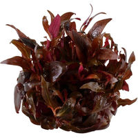 Produktbild von Tropica Aquariumpflanze Alternanthera reineckii Mini Rot - 1 Stk.