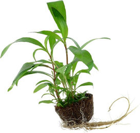Produktbild von Tropica Aquariumpflanze Hygrophila corymbosa Siamensis 53B Grün