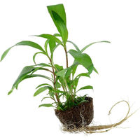 Produktbild von Tropica Aquariumpflanze Hygrophila corymbosa Siamensis 53B Grün