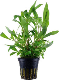 Produktbild von Tropica Aquariumpflanze Hygrophila corymbosa Siamensis 53B Grün