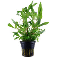 Produktbild von Tropica Aquariumpflanze Hygrophila corymbosa Siamensis 53B Grün