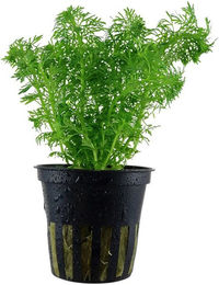 Produktbild von Tropica Aquariumpflanze Limnophila sessiliflora lebende Pflanze grün