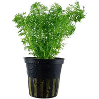 Produktbild von Tropica Aquariumpflanze Limnophila sessiliflora lebende Pflanze grün