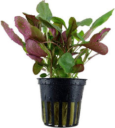 Tropica Aquariumpflanze Lobelia cardinalis lebende Pflanze grün und lila – Bild 1 von 1