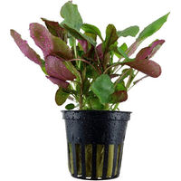 Produktbild von Tropica Aquariumpflanze Lobelia cardinalis lebende Pflanze grün und lila