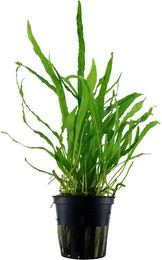 Produktbild von Tropica Aquariumpflanze Microsorum pteropus Narrow Grün
