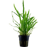 Produktbild von Tropica Aquariumpflanze Microsorum pteropus Narrow Grün