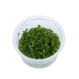 Tropica Bacopa caroliniana Aquarienpflanze in der Schale – Bild 1 von 2