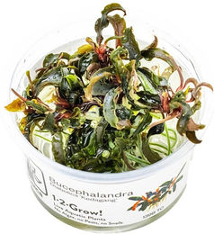 Tropica Bucephalandra Kedagang Zierpflanze im Cup – Bild 1 von 2