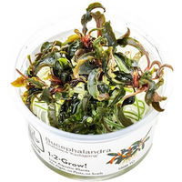 Produktbild von Tropica Bucephalandra Kedagang Zierpflanze im Cup