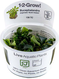 Tropica Bucephalandra pygmaea Bukit Kelam Aquarienpflanze 1 Stück – Bild 1 von 1