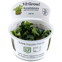 Produktbild von Tropica Bucephalandra pygmaea Bukit Kelam Aquarienpflanze 1 Stück