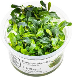 Produktbild von Tropica Bucephalandra sp. Needle Leaf lebende Zierpflanze grün