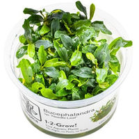 Produktbild von Tropica Bucephalandra sp. Needle Leaf lebende Zierpflanze grün