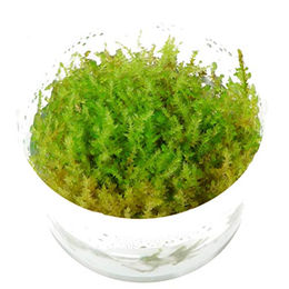 Produktbild von Tropica Christmas Moss Versicularia dubyana lebende Aquarienpflanze grün