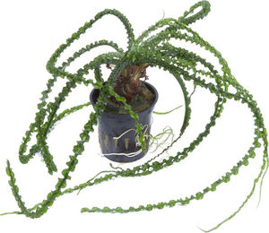 Produktbild von Tropica Crinum calamistratum Lebende Aquarienpflanze Grün 1 Stück