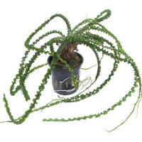 Produktbild von Tropica Crinum calamistratum Lebende Aquarienpflanze Grün 1 Stück