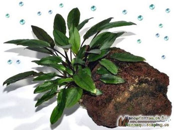 Produktbild von Tropica Cryptocoryne bek. Petchii lebende Aquarienpflanze auf Lavastein grün