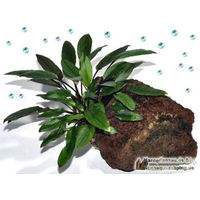 Produktbild von Tropica Cryptocoryne bek. Petchii lebende Aquarienpflanze auf Lavastein grün
