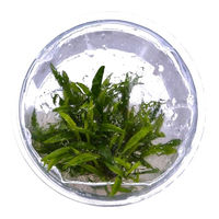 Produktbild von Tropica Cryptocoryne crispatula In-Vitro Aquariumpflanze