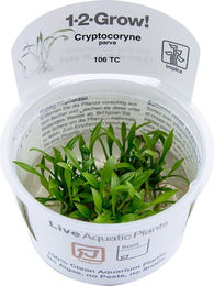 Produktbild von Tropica Cryptocoryne parva lebende Aquarienpflanze in Kunststoff-Cup 1 Stück