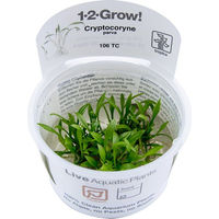 Produktbild von Tropica Cryptocoryne parva lebende Aquarienpflanze in Kunststoff-Cup 1 Stück