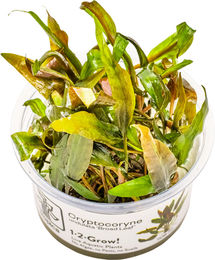 Tropica Cryptocoryne undulata Red lebende Aquarienpflanze – Bild 1 von 5