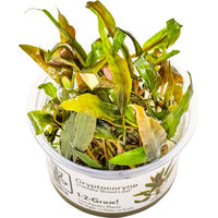 Produktbild von Tropica Cryptocoryne undulata Red lebende Aquarienpflanze