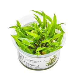 Tropica Cryptocoryne wendtii Green Aquarienpflanze im Cup – Bild 1 von 5