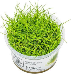 Tropica Eleocharis pusilla Mini Bodendecker Pflanze für Aquarien - 1 Stk. – Bild 1 von 6