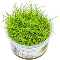 Produktbild von Tropica Eleocharis pusilla Mini Bodendecker Pflanze für Aquarien - 1 Stk.