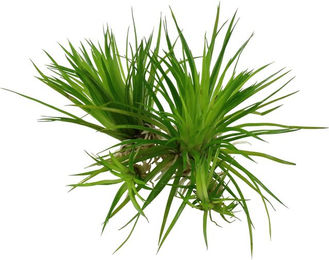 Tropica Eriocaulon cinereum Lebende Aquariumpflanze im Becher - 1 Stk. – Bild 1 von 4