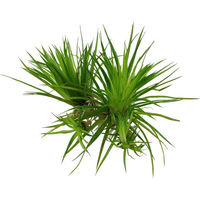 Produktbild von Tropica Eriocaulon cinereum Lebende Aquariumpflanze im Becher - 1 Stk.